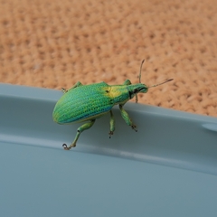 Entiminae