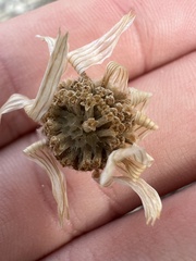 Melampodium leucanthum