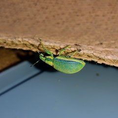 Entiminae