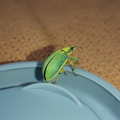Entiminae