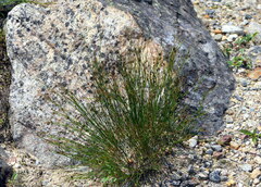 Oreojuncus trifidus