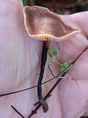 Gymnopus brassicolens