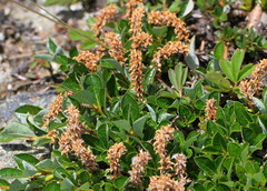 Salix uva-ursi