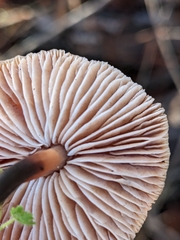 Gymnopus brassicolens
