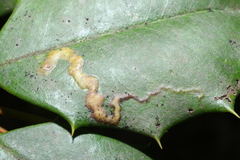 Phytomyza ilicicola