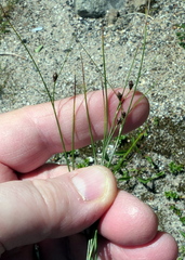 Oreojuncus trifidus