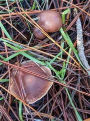 Gymnopus brassicolens