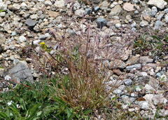 Luzula spicata