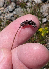Luzula spicata