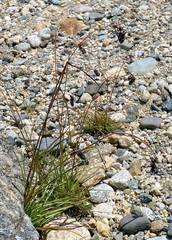 Luzula spicata
