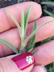 Epilobium canum