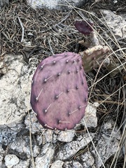 Opuntia macrocentra