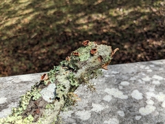 Scytinostroma artocreas