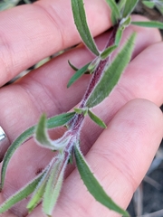 Epilobium canum
