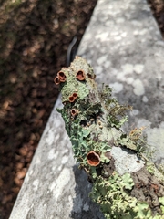 Scytinostroma artocreas