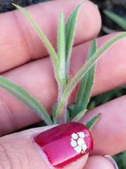 Epilobium canum