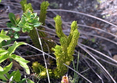 Huperzia appressa
