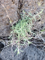 Epilobium canum