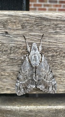 Psilogramma casuarinae