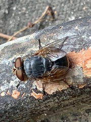 Calliphora augur