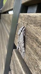 Psilogramma casuarinae