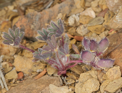 Lupinus brevicaulis