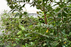 Acrocephalus dumetorum