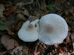 Lepiota ignivolvata