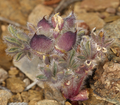 Lupinus brevicaulis