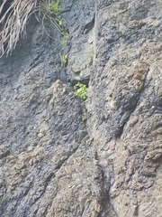 Peperomia urvilleana