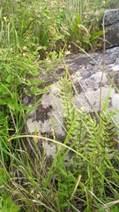 Pellaea calidirupium