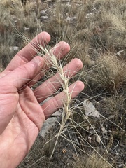 Elymus elymoides