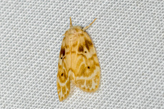 Schistophleps bipuncta
