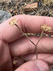 Hymenothrix dissecta