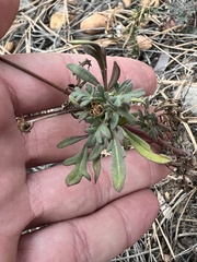 Hymenothrix dissecta