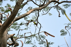 Psittacula cyanocephala