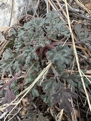 Hymenothrix dissecta