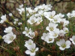 Cherleria arctica