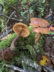 Kuehneromyces lignicola