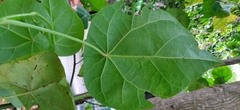 Hernandia nymphaeifolia