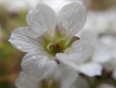 Cherleria arctica
