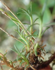 Cherleria arctica