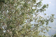 Pericrocotus cinnamomeus