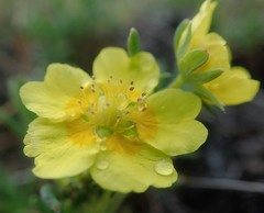 Potentilla biflora
