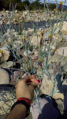 Porophyllum lanceolatum