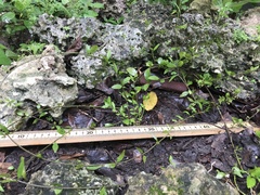 Chiococca parvifolia