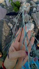 Porophyllum lanceolatum