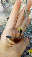 Porophyllum lanceolatum