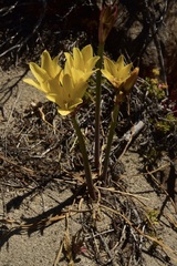 Zephyranthes gilliesiana