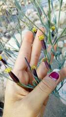 Porophyllum lanceolatum